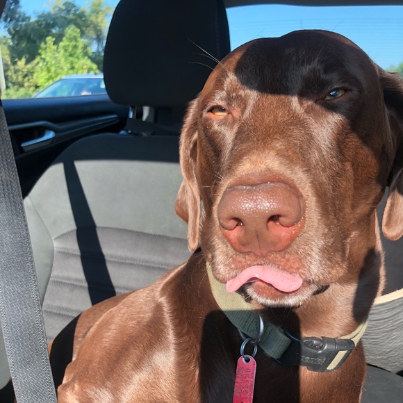 Meet your Posher, Brittany - Picture 1 of 1